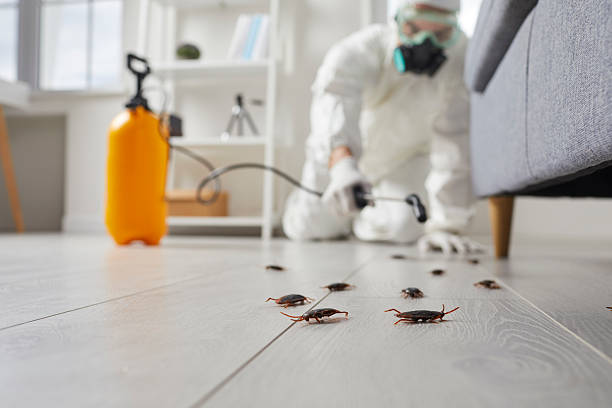 Commercial Kitchen Cockroach Control in Groveton